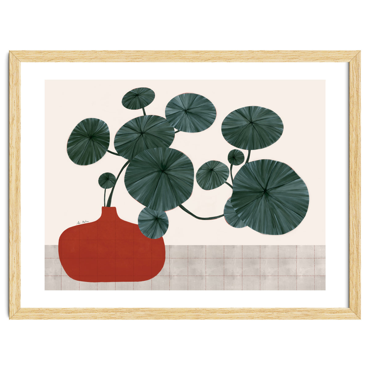 Stephonia Erecta plant