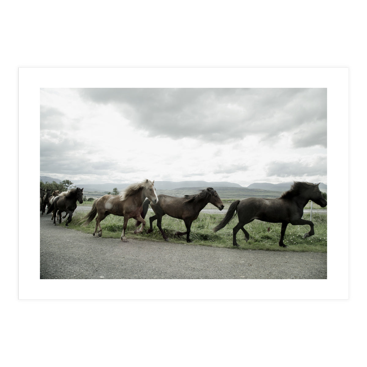 Running horses - Iceland (Print Only)