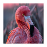Pink Flamingo Bird Close Up Portrait (Print Only) thumbnail