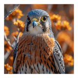 Close Up Of A Kestrel Bird Of Prey (Print Only) thumbnail