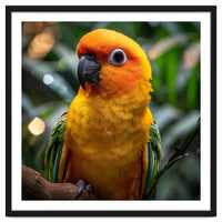 Sun Conure Parrot Colorful Bird Perched On Branch