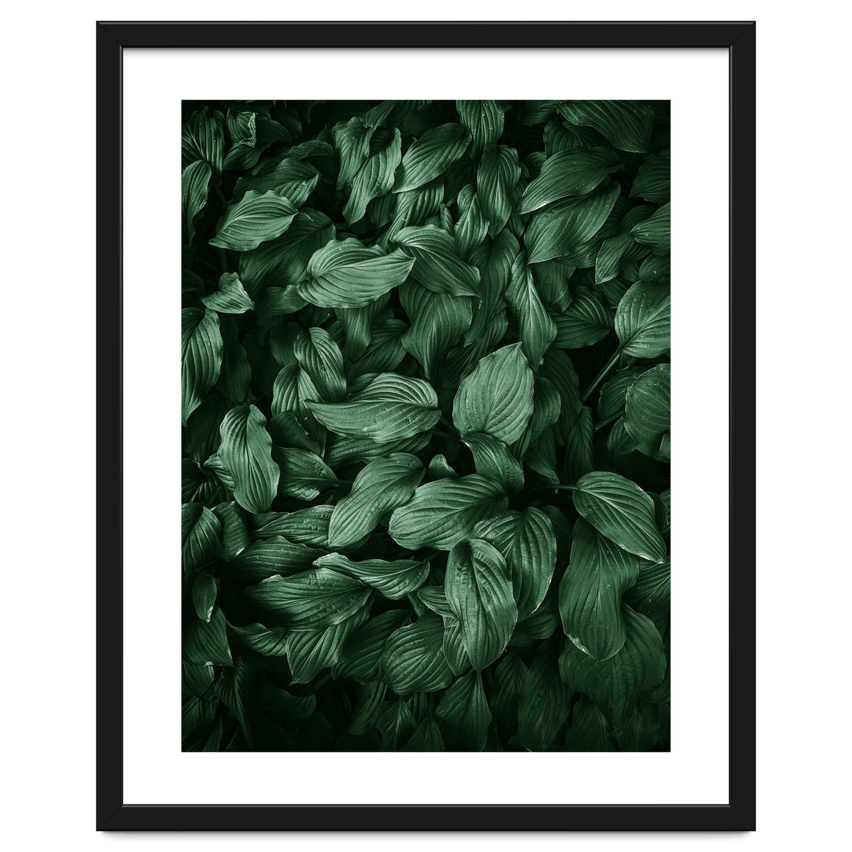 New Foliage Green Ii