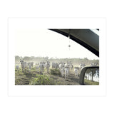 LIVING TOGETHER - WHITE COWS FAMILY (Print Only) thumbnail