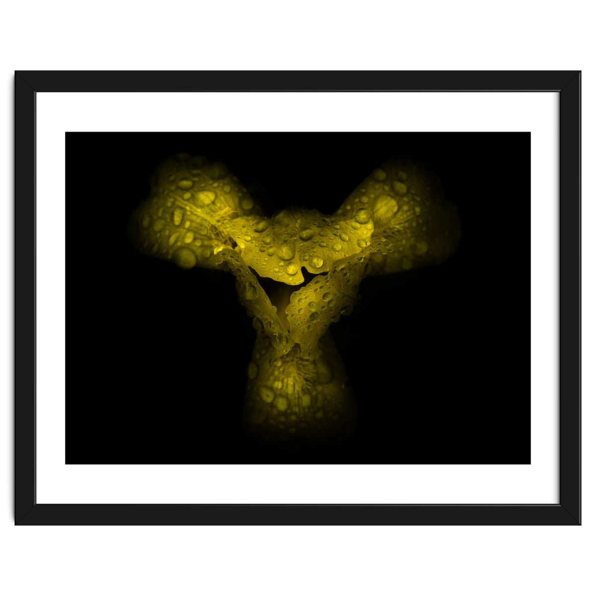 Backyard Flowers No 70 Color Version