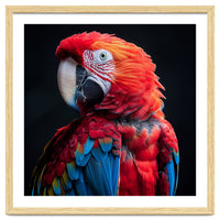 Scarlet Macaw Parrot Detailed Feather Close Up Portrait