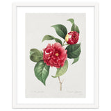 Pierre-Joseph Redouté – Finest Flowers and Fruits (1833) thumbnail