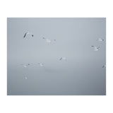 Flying seagulls in the winter sky (Print Only) thumbnail
