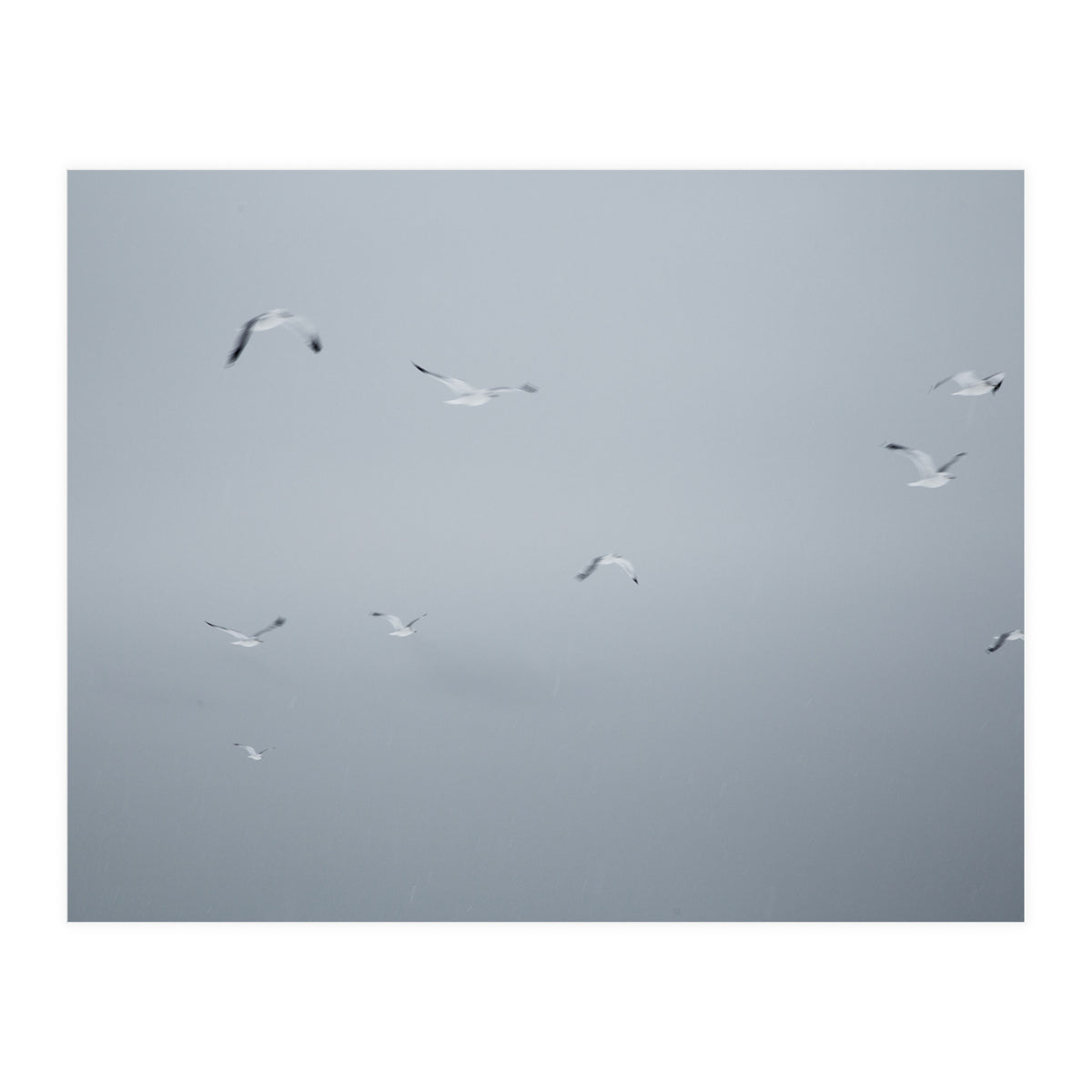 Flying seagulls in the winter sky (Print Only)