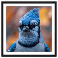Close Up Blue Jay Bird With Detailed Feathers