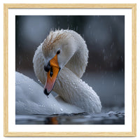 White Swan Bird With Water Droplets In Rain