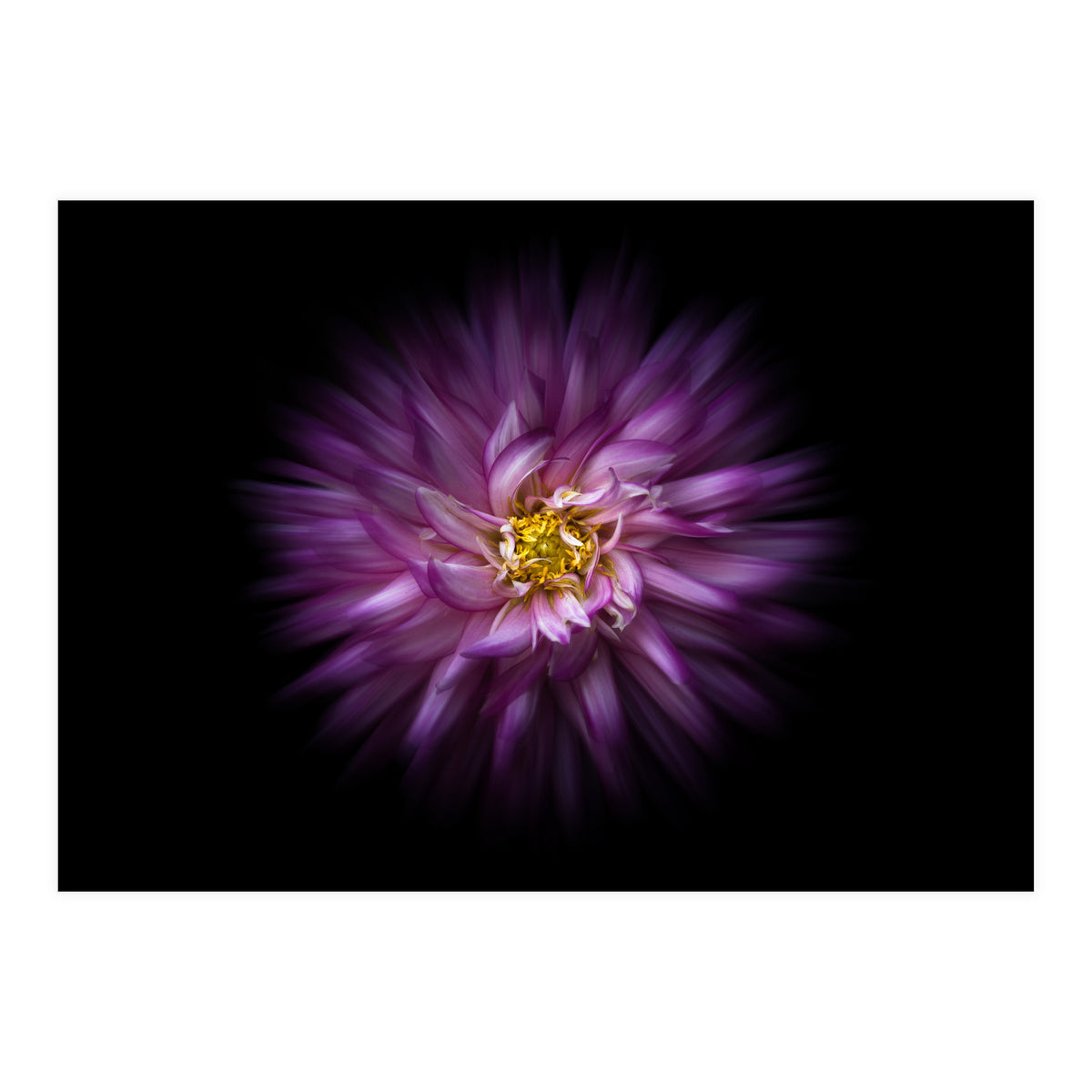 Backyard Flowers No 20 Color Flow Version (Print Only)