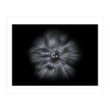 Backyard Flowers In Black And White No 66 Flow Version (Print Only) thumbnail