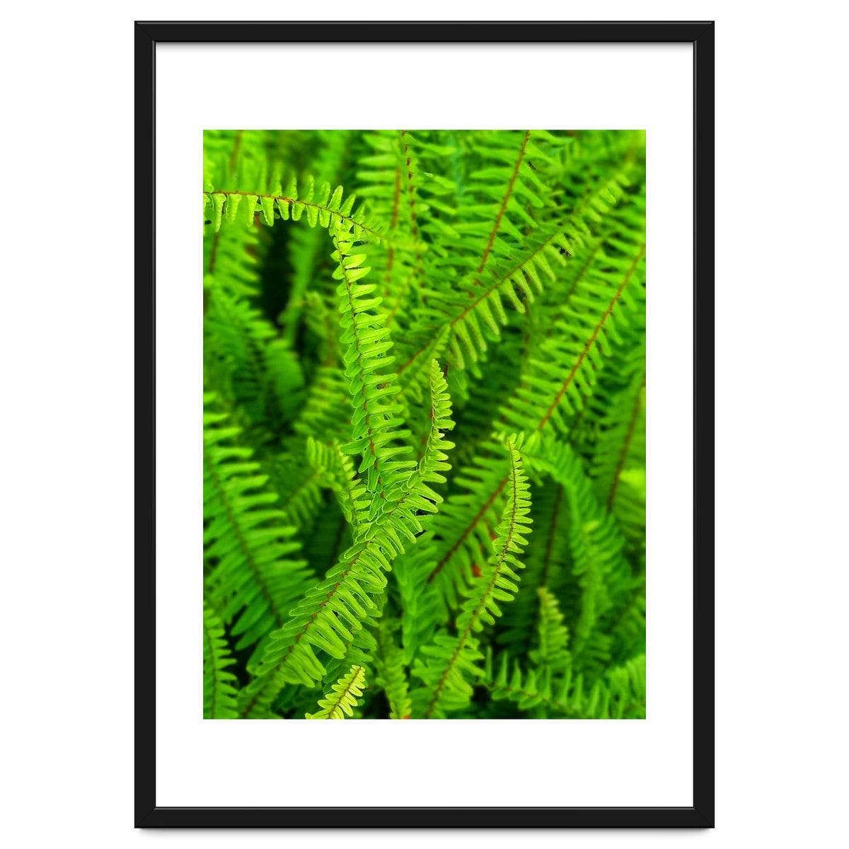 Green Ferns