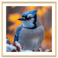 Blue Jay Bird In Winter Snowfall And Leaves