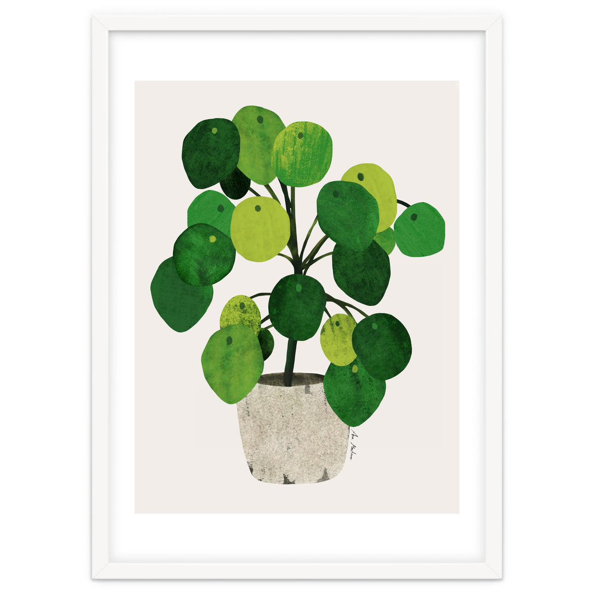 Pilea Plant