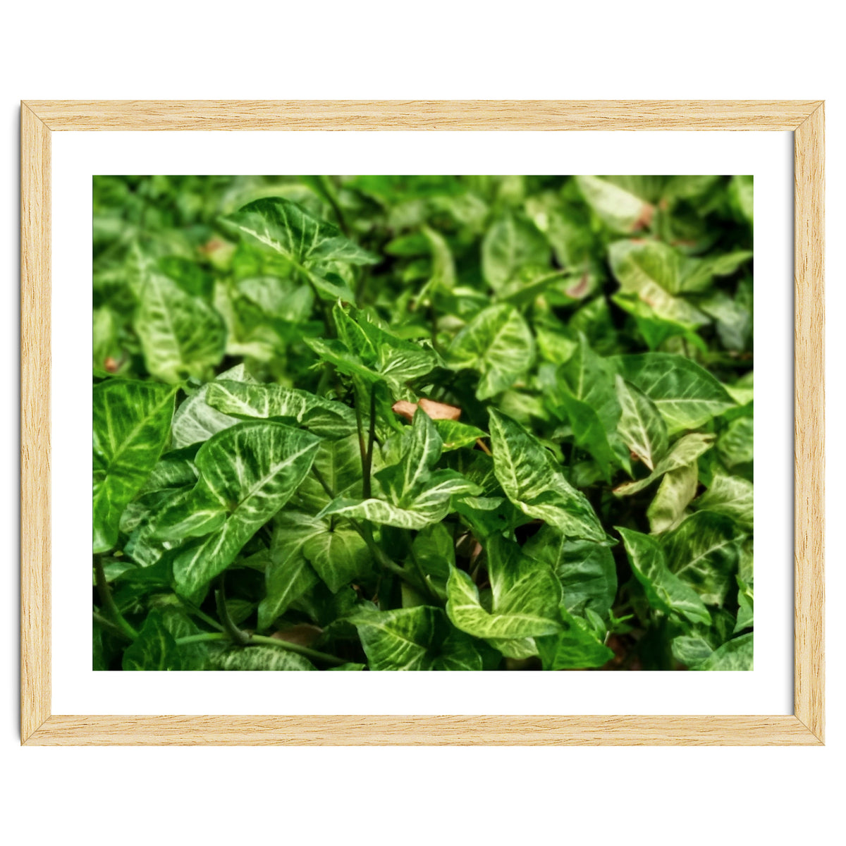 Green Arrow Head Plant Leaves