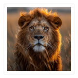 Majestic Lion Face In Golden Hour Sunlight (Print Only) thumbnail