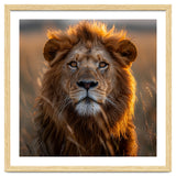 Majestic Lion Face In Golden Hour Sunlight thumbnail