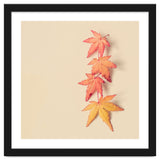 Maple In Pastel thumbnail