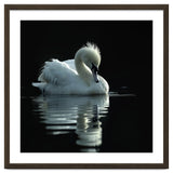 White Swan Gracefully Swimming In Dark Water thumbnail