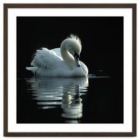 White Swan Gracefully Swimming In Dark Water