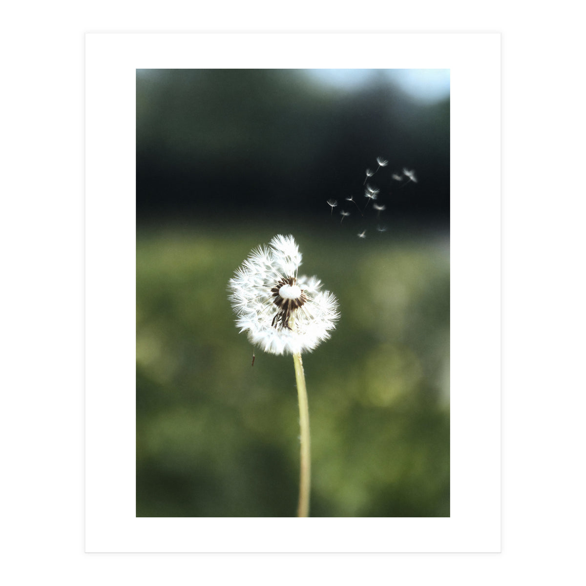 Dandelion Wish Photography (Print Only)