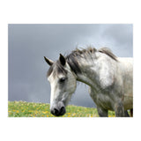 White Horse (Print Only) thumbnail