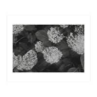 Hydrangeas | Black & White Landscape (Print Only)