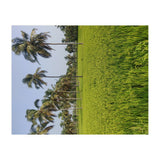 The Paddy Fields of Kerala, South India (Print Only) thumbnail