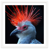 Secretary Bird