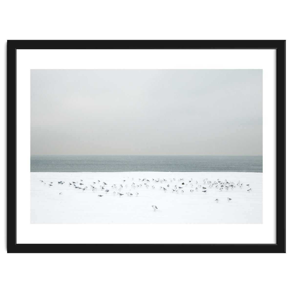 Seagulls in the winter snow beach