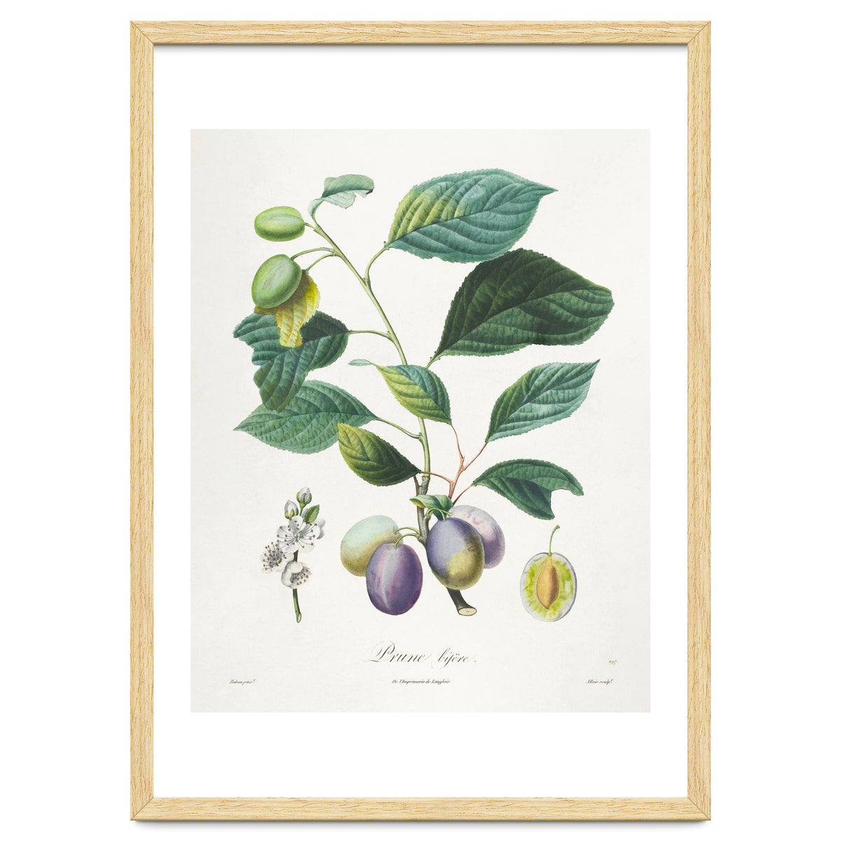 Henri-Louis Duhamel du Monceau – Prune Bifère (1808–1835)