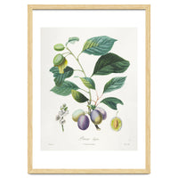 Henri-Louis Duhamel du Monceau – Prune Bifère (1808–1835)