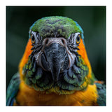 Blue And Gold Macaw Face Focused Portrait (Print Only) thumbnail