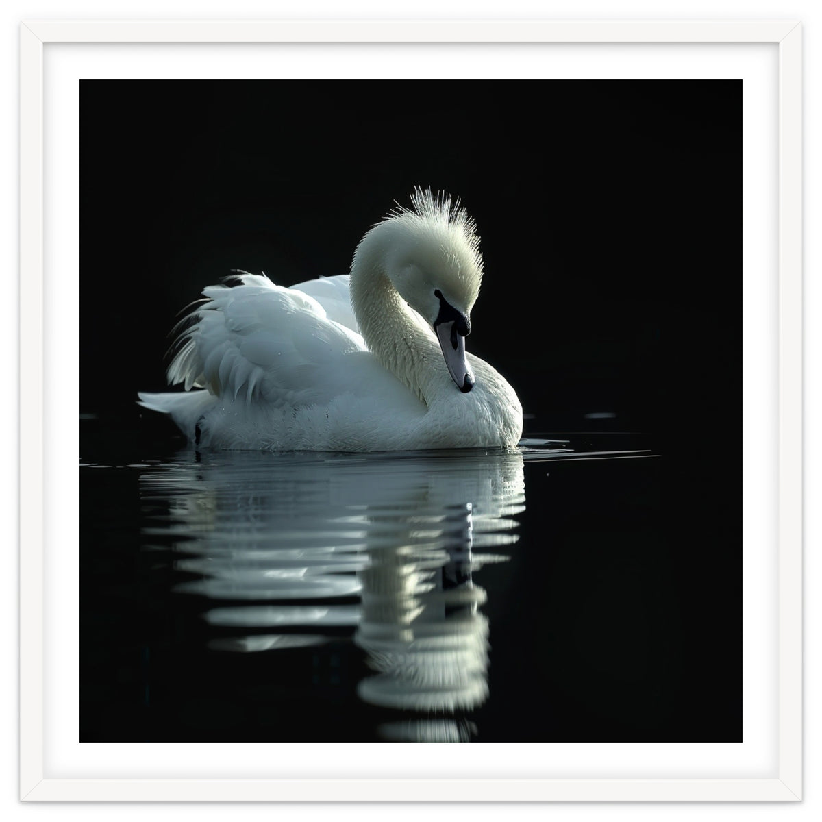 White Swan Gracefully Swimming In Dark Water