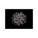 Backyard Flowers In Black And White No 79 (Print Only) thumbnail