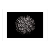 Backyard Flowers In Black And White No 79 (Print Only)