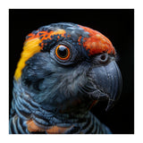 Close Up Of A Colorful Parrot Bird's Head (Print Only) thumbnail