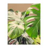 Monstera Mix (Print Only) thumbnail