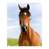Brown Horse (Print Only) thumbnail
