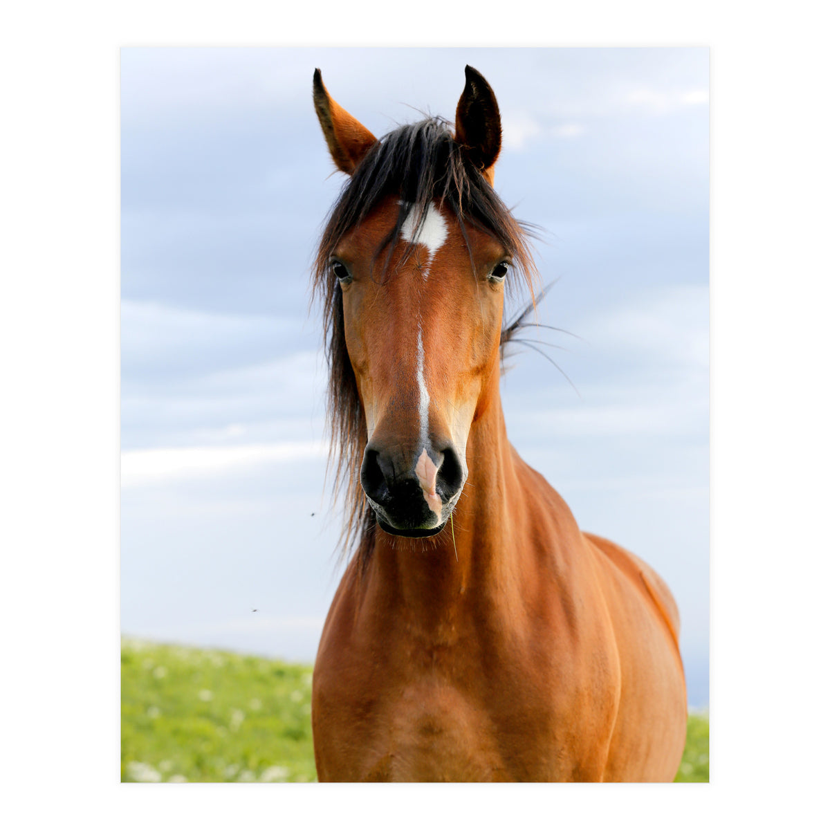 Brown Horse (Print Only)