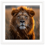 Majestic Lion Face In Golden Hour Sunlight thumbnail
