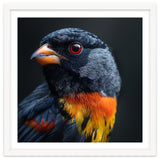 Black Bird With Red Eyes And Orange Chest Feathers thumbnail