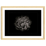 Backyard Flowers In Black And White No 81 with Border thumbnail