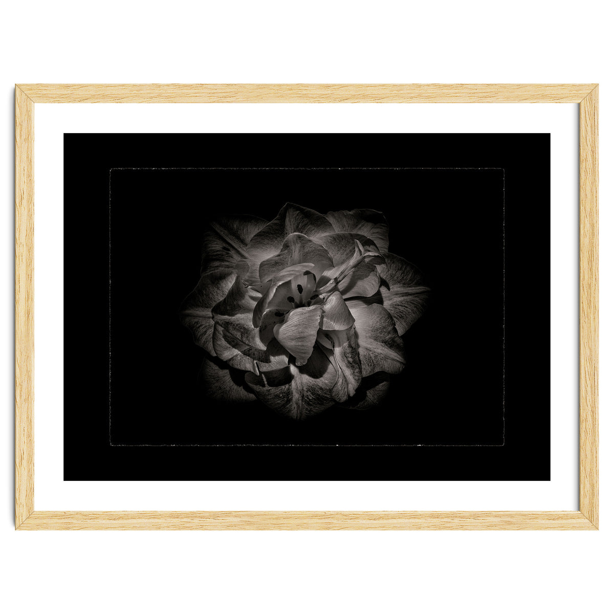 Backyard Flowers In Black And White No 81 with Border