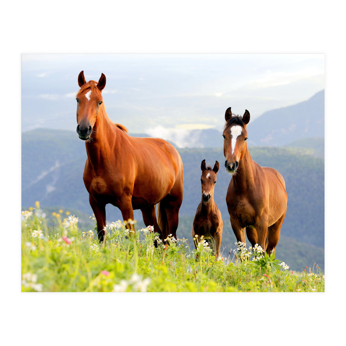 Three Horses (Print Only)