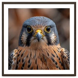 Close Up Kestrel Falcon Bird Portrait Majestic thumbnail