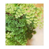 Maidenhair Queen (Print Only) thumbnail