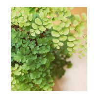 Maidenhair Queen (Print Only)