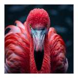 Close Up Flamingo Face With Water Droplets (Print Only) thumbnail